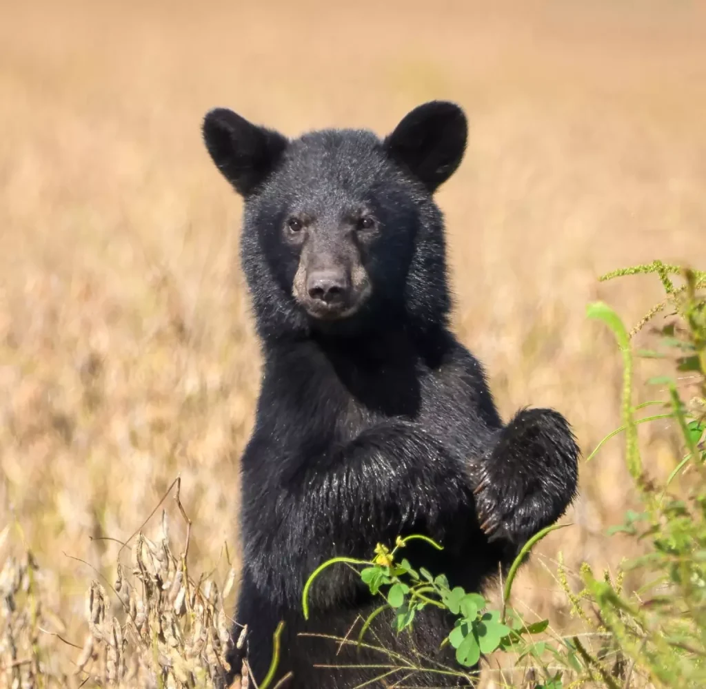 black bear cub in field
