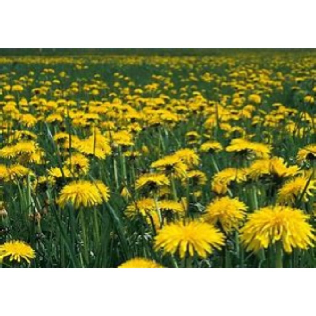 A wide field filled with blooming yellow dandelions scattered across the grass