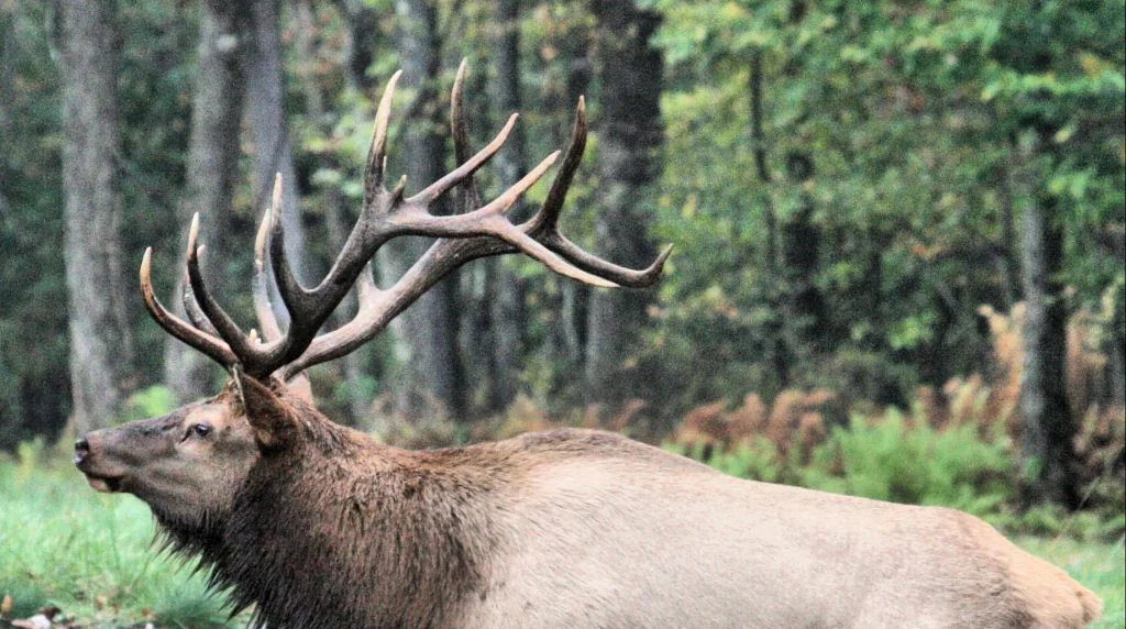 A large bull elk with an impressive set of antlers standing in profile among tall trees in a Pennsylvania woodland.