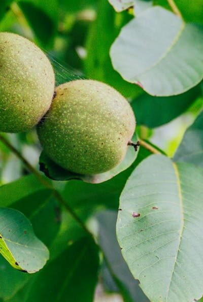image of black walnuts growing on a tree