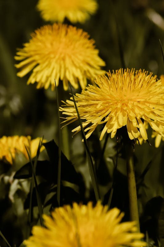 Dandelions in a field 