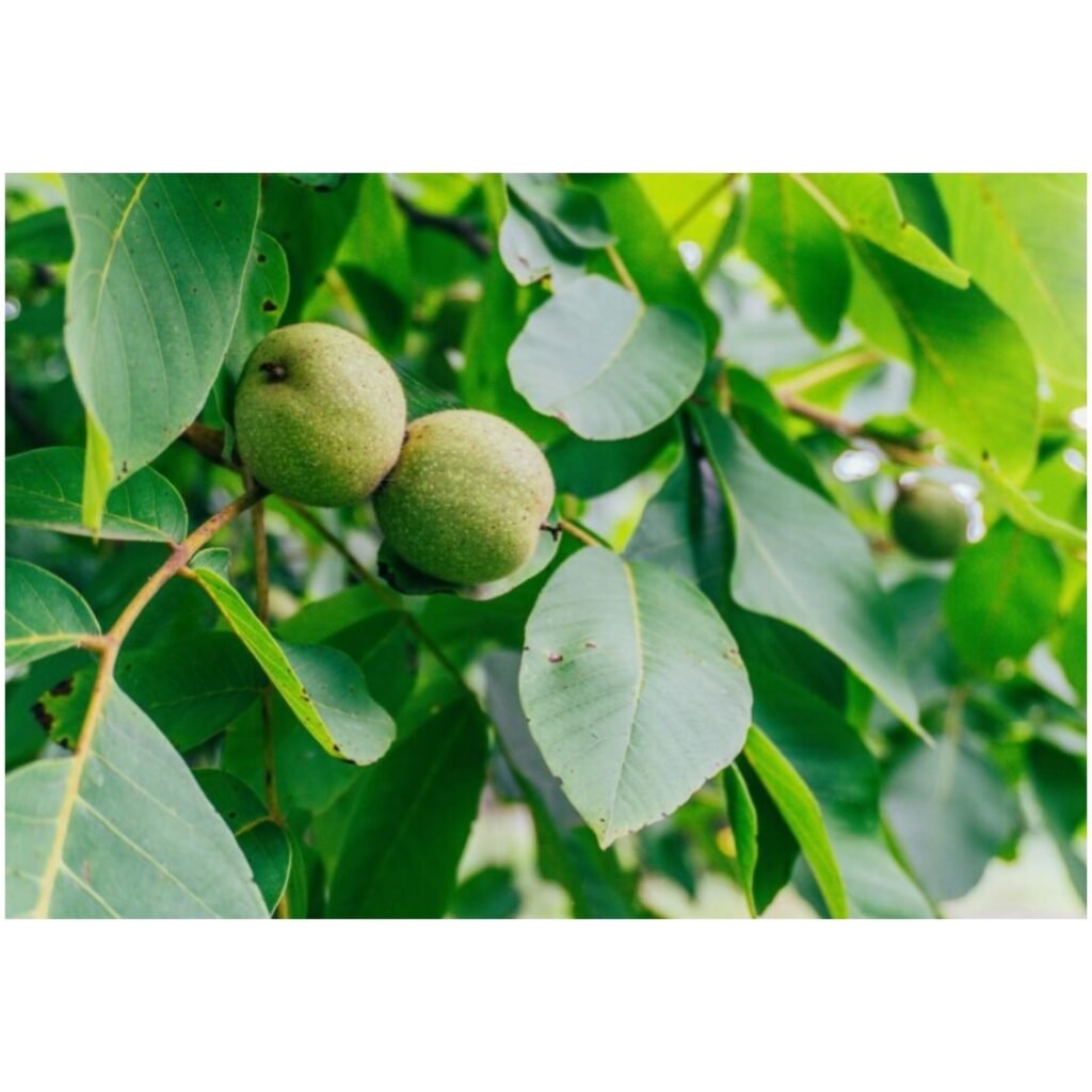 Green husked black walnuts growing on a branch in Pennsylvania.
