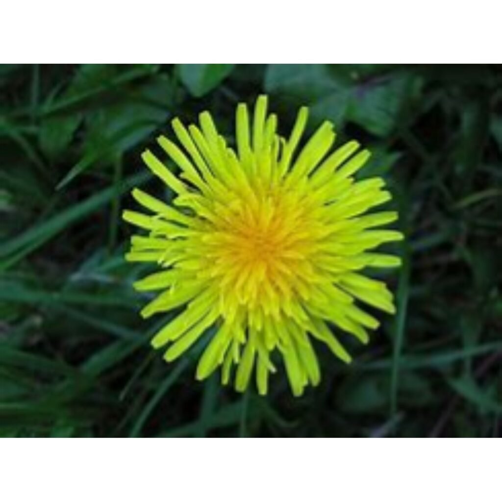 Close‑up view of a single yellow dandelion in bloom