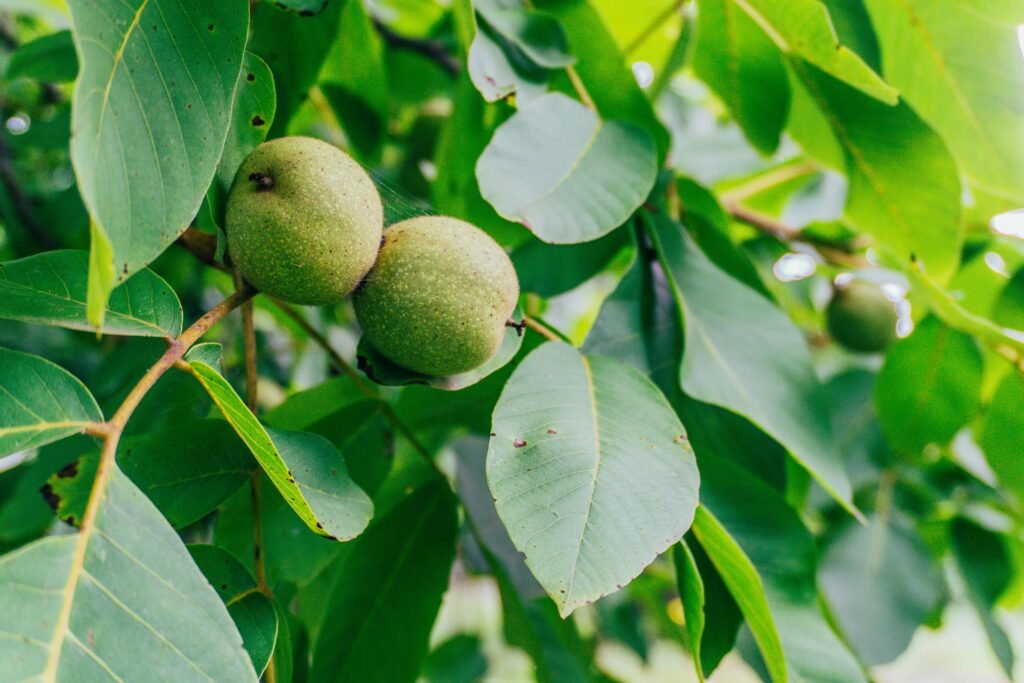 Black walnuts in a tree