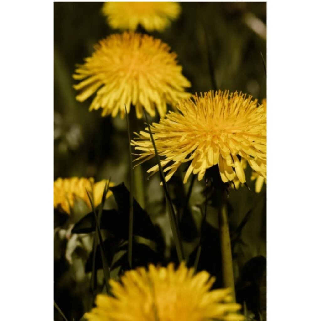 Close‑up of three bright yellow dandelions with two more blurred in the background