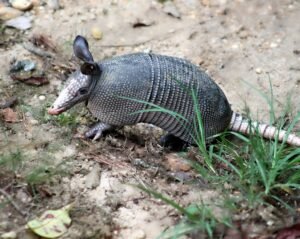 Nine banded Armadillo