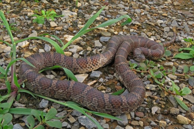 Eastern Milk Snake