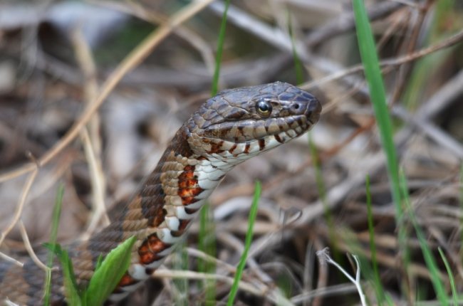 Northern Water Snake