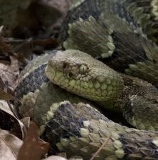 Timber Rattlesnake