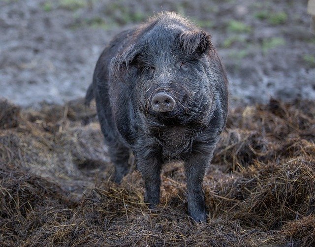 muddy field containing a feral swine