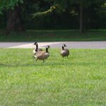 several Canada Geese in Pennsylvania