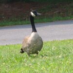Canada Goose at Ringing Rocks