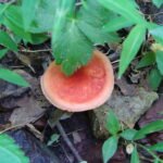 orange mushroom found by Ringing Rocks waterfall