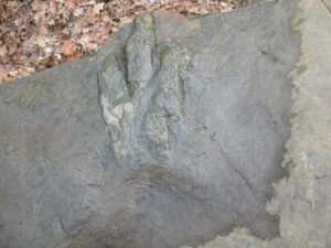 Close‑up of authentic dinosaur footprints preserved in stone at Gettysburg