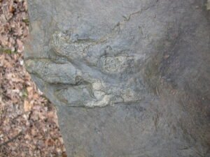 Close‑up of authentic dinosaur footprints preserved in stone at Gettysburg