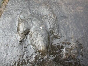 Close‑up of authentic dinosaur footprints preserved in stone at Gettysburg