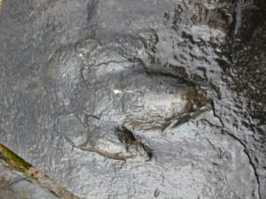 Close‑up of authentic dinosaur footprints preserved in stone at Gettysburg