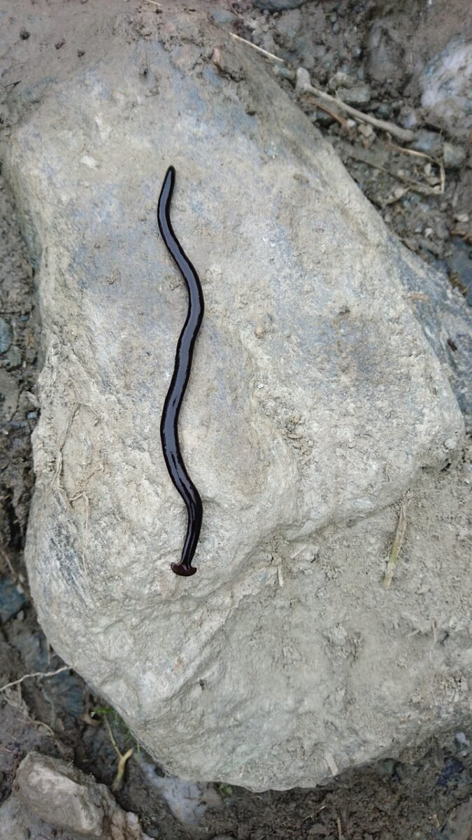 A dark hammerhead flatworm resting on a light-colored rock, showing its shiny body and distinctive shovel-shaped head.