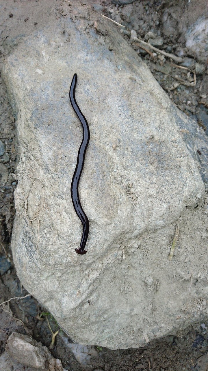 A dark hammerhead flatworm resting on a light-colored rock, showing its shiny body and distinctive shovel-shaped head.