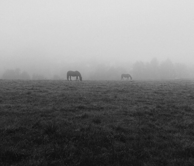 Two horses standing in a foggy Pennsylvania field