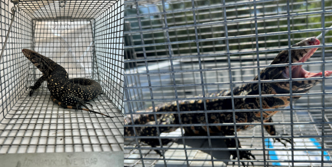 Argentine Black and White Tegu in a cage