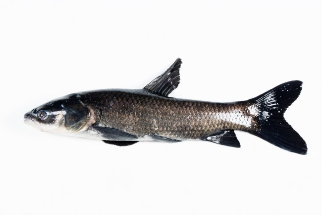 invasive black carp swimming in water