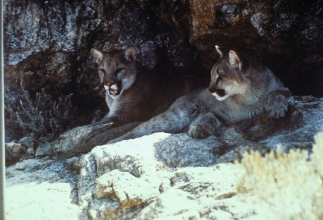Mountain lions lying in a cave