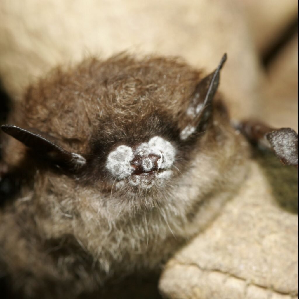 white nose syndrome on a bat