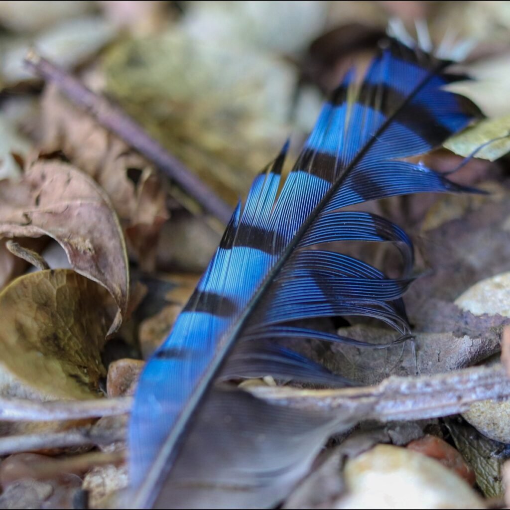 Protected Blue Jay Feather Found Outdoors on the ground