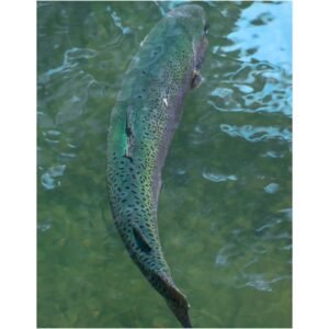 Rainbow trout swimming in clear water with visible spotting and lateral stripe.