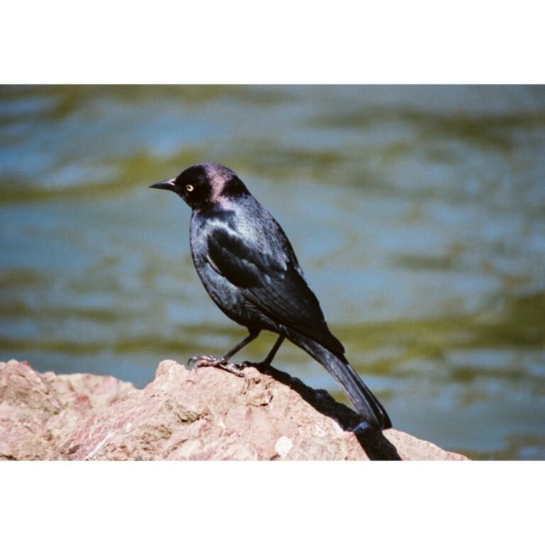 European Starling Resting on Rock at Water’s Edge