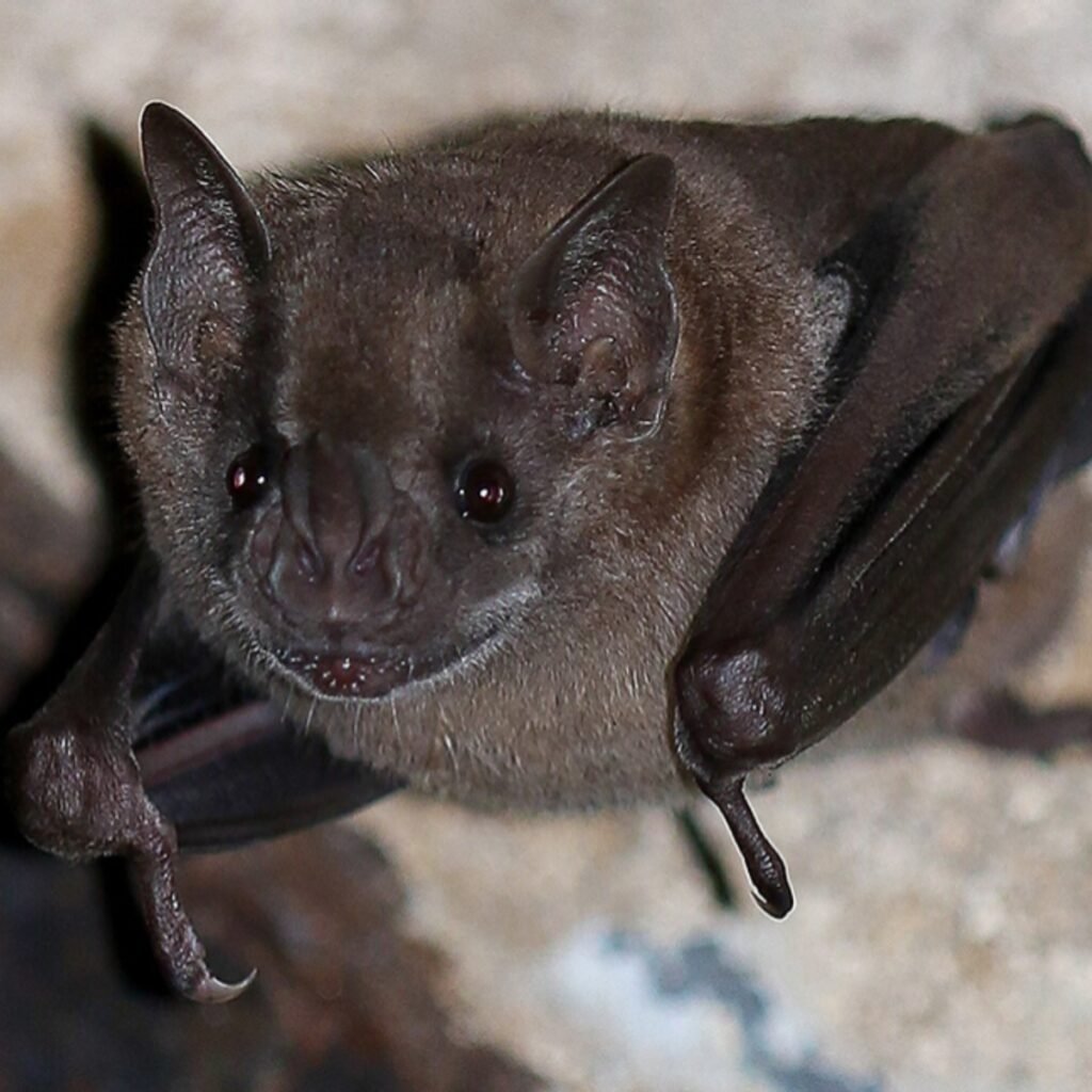 showing an up close view of a bat