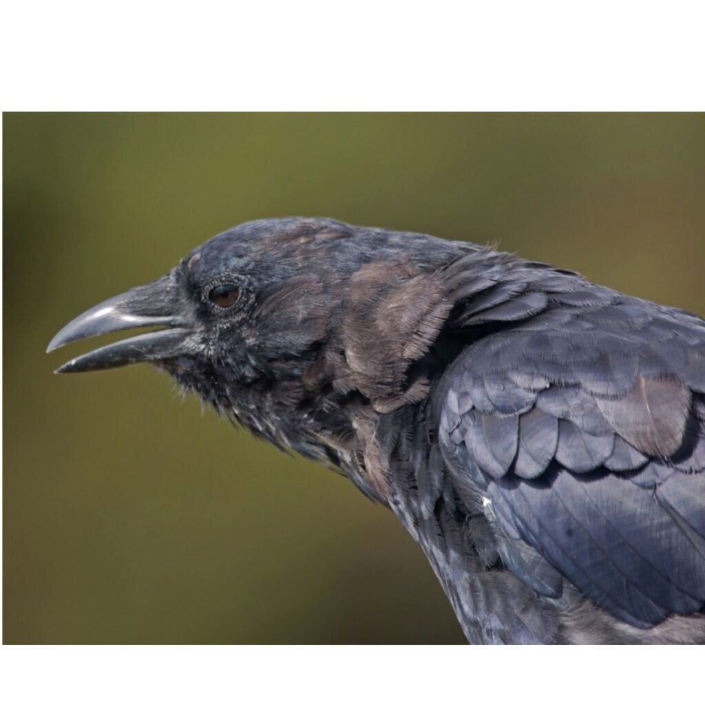 head shot of American Crow