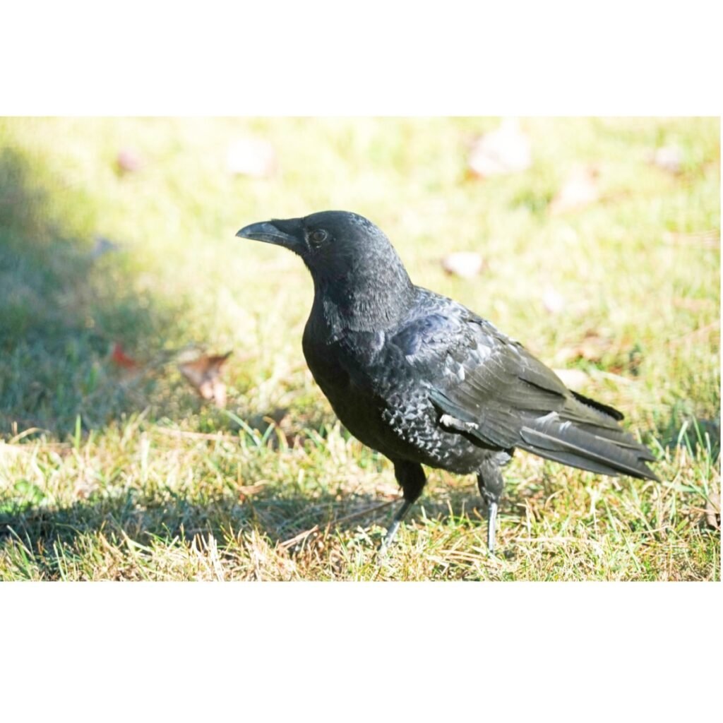 Crow in a field in bright sunlight