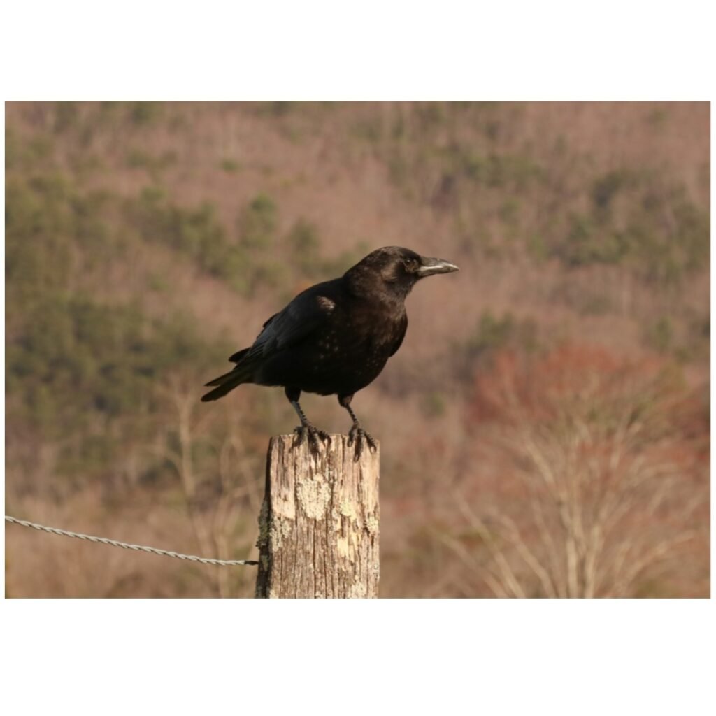 American Crow sitting on a post in a field