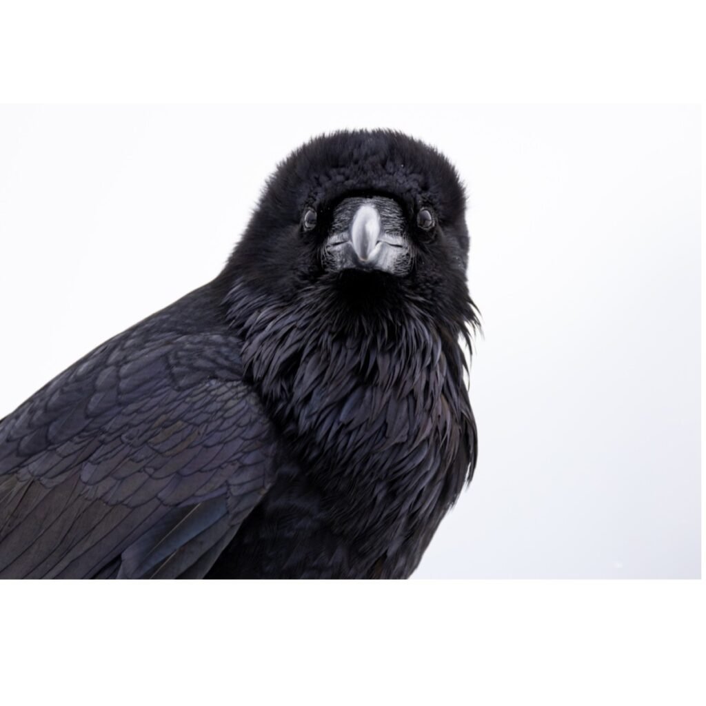 head shot of a common raven