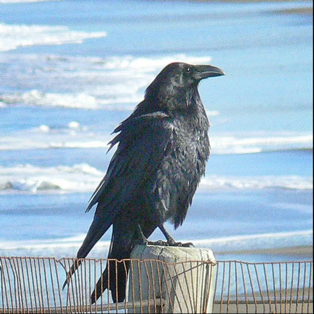raven on a post with the sky in the background