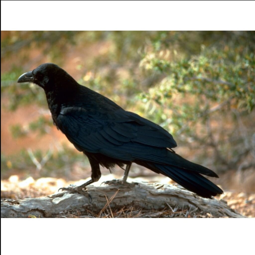 side view of a raven on a rock