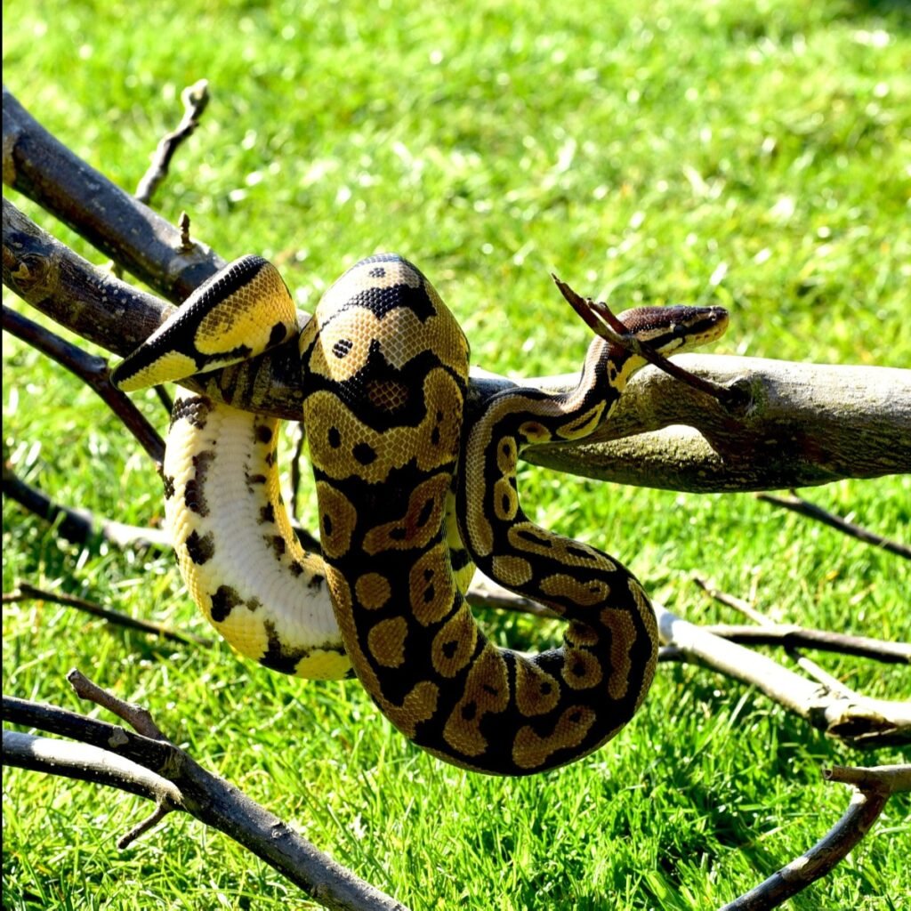 A ball python coiled on a tree branch with distinctive brown and gold markings, photographed in a natural outdoor setting.