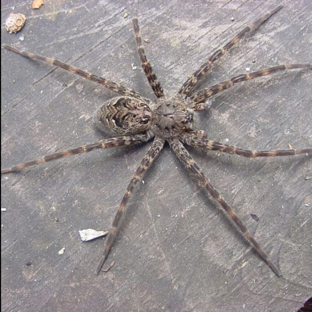 Close-up of a fishing spider showing its long legs and markings