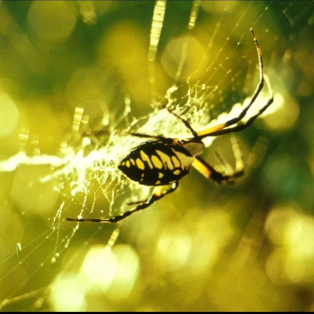 Close-up of a harmless orb weaver common in Pennsylvania gardens