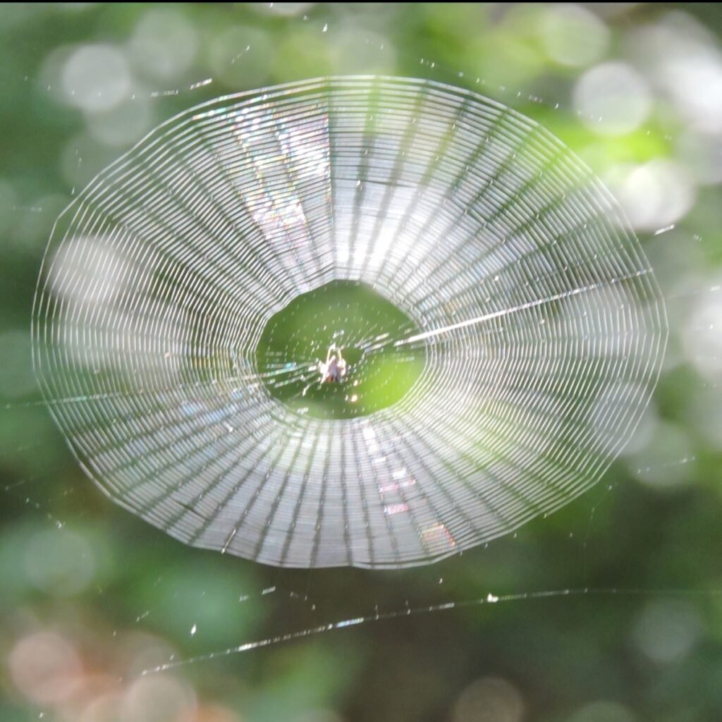 Detailed spider web showing silk pattern in a garden.
