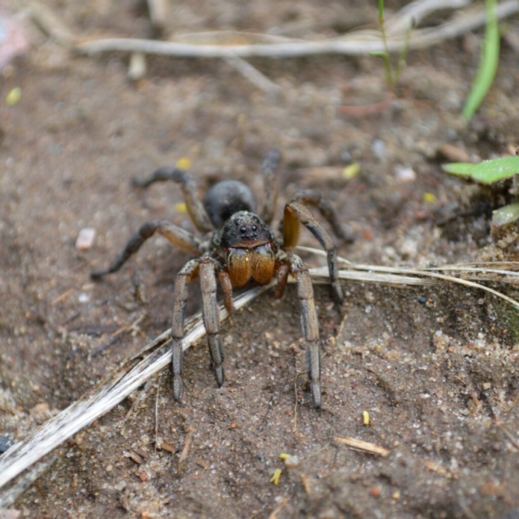 Large brown wolf spider commonly found in PA yards